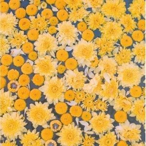 Meet your Posher, Bailey